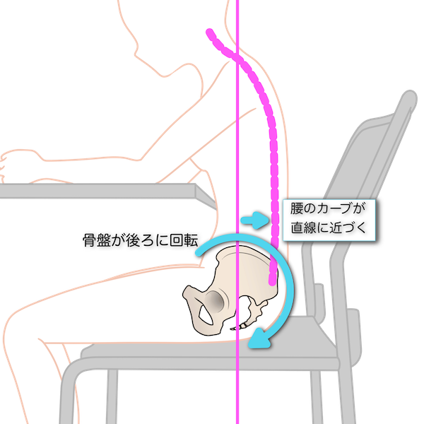 座っている最中の背骨の形態