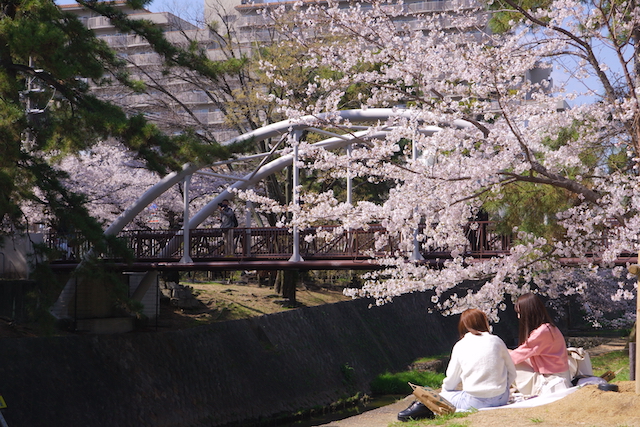 2023年夙川の桜その1