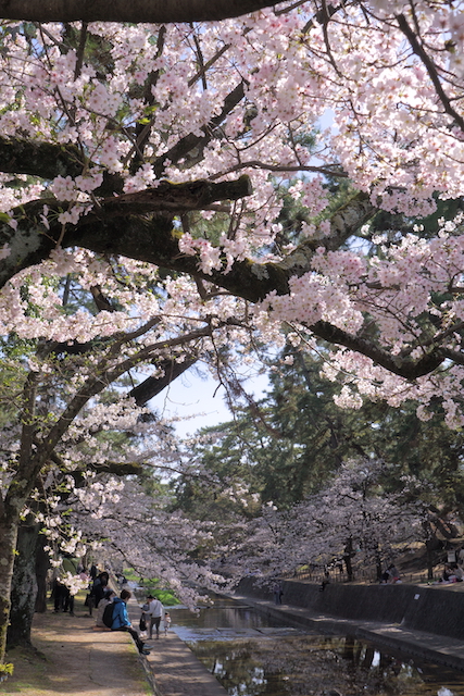 2023年夙川の桜その2