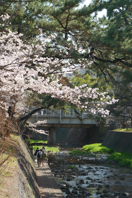 2023年夙川の桜その3