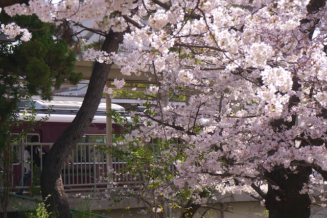 2023年夙川の桜その4