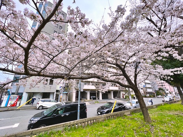 西町公園唯一の桜の木が咲きました