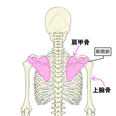 肩甲骨の位置