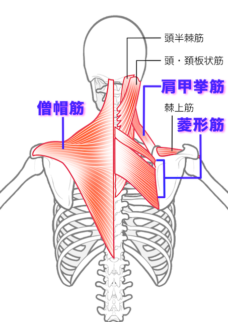 肩甲骨はがしでほぐしたい筋肉3つ