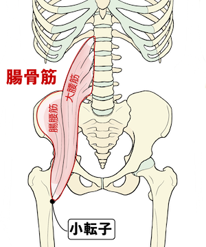 腸骨筋の位置