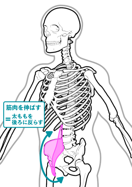 斜め前方から見た腸腰筋の位置