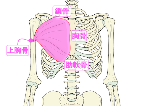 大胸筋の図