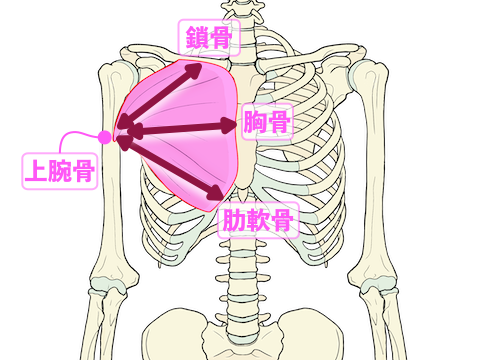 大胸筋のストレッチ方向