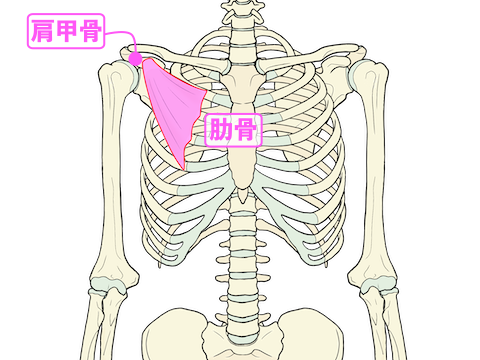 小胸筋の図