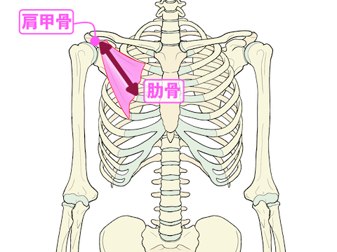 小胸筋のストレッチ方向