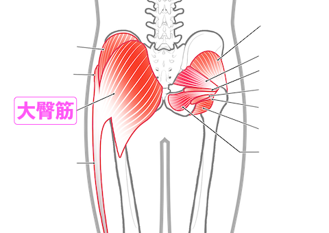 大臀筋の付着場所