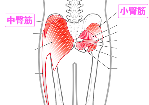 中臀筋と小臀筋の付着場所