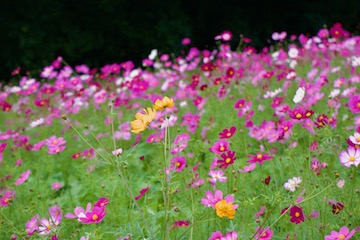 万博記念公園のコスモス