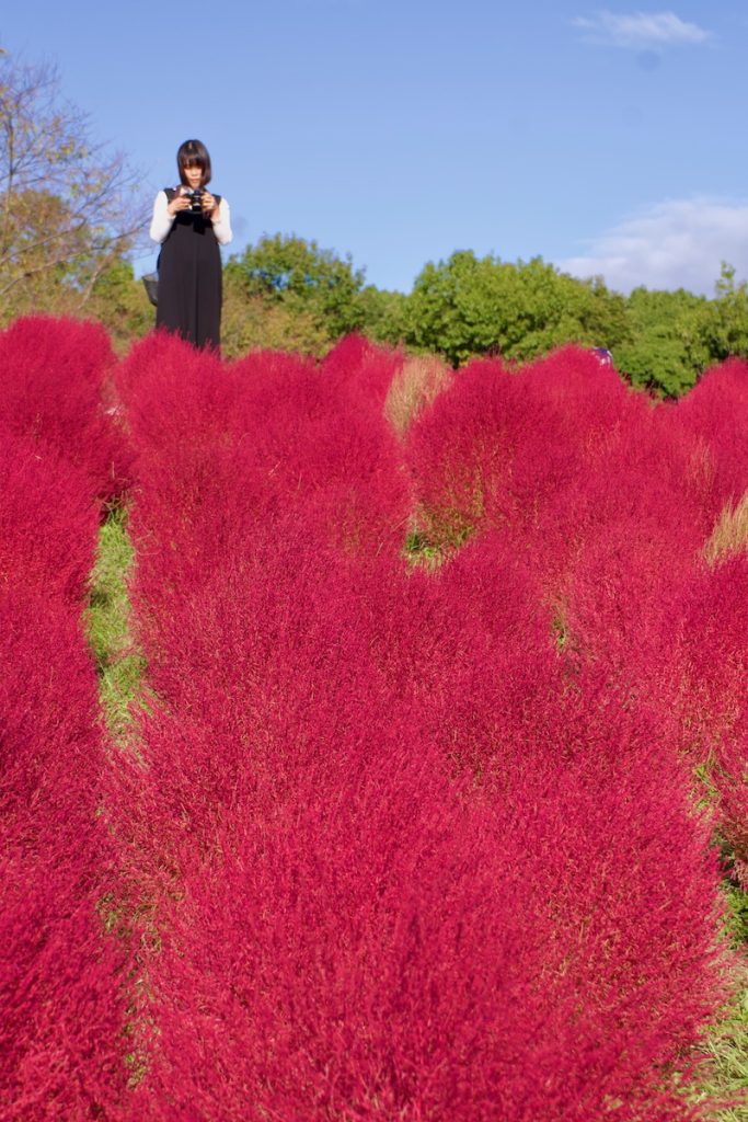 万博記念公園の赤いコキア写真サイズ大