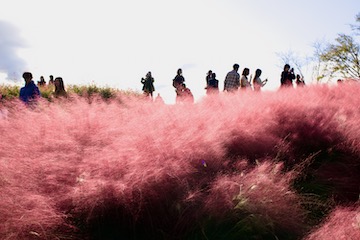 名前が分からずじまいの綺麗な植物、小サイズ