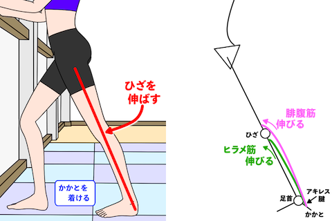 ひざ関節を伸ばして腓腹筋のストレッチ