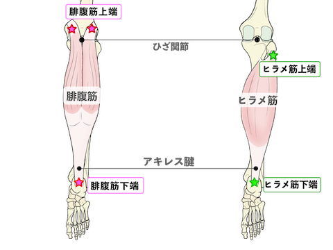 腓腹筋とヒラメ筋の位置