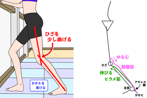 ひざ関節を曲げてヒラメ筋のストレッチ