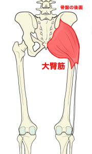 大臀筋の模式図