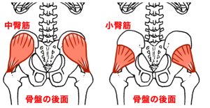 中臀筋、小臀筋の模式図