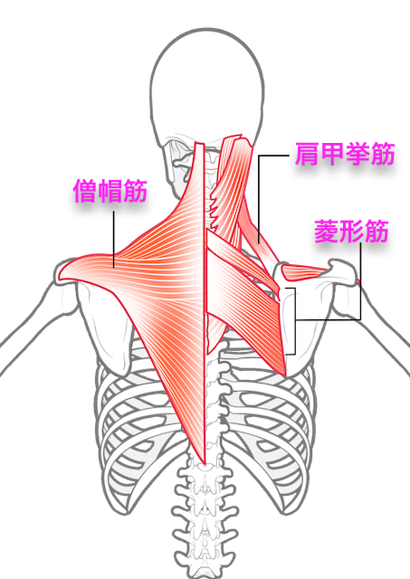 疲労しやすい背部の筋肉