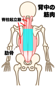 今回やわこでマッサージする腰上部から背中にかけての筋肉