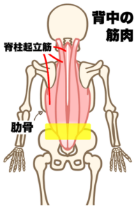 やわこで腰痛軽減の前回記事でマッサージした腰下部