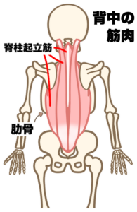 上半身背面には首から腰まで連なる脊柱起立筋があります