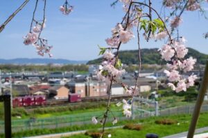 2024年4月大山崎瓦窯跡公園から見える桜その3