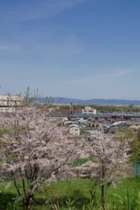 2024年4月大山崎瓦窯跡公園から見える桜その2