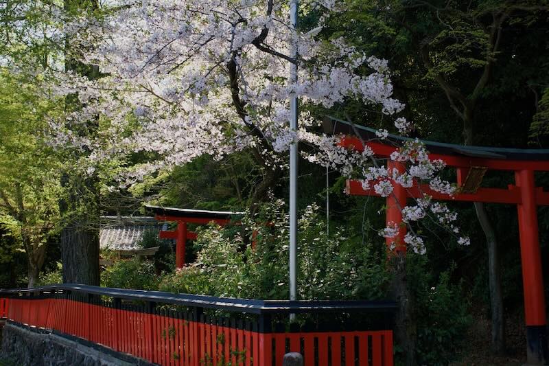 2024年4月山崎町の桜