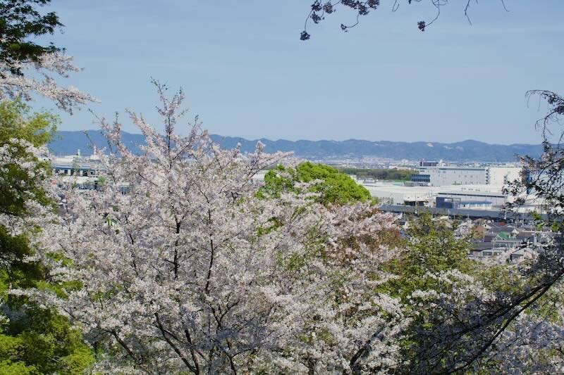 2024年4月大山崎瓦窯跡公園から見える桜その1