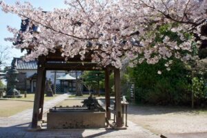 2024年4月観音寺の桜その1