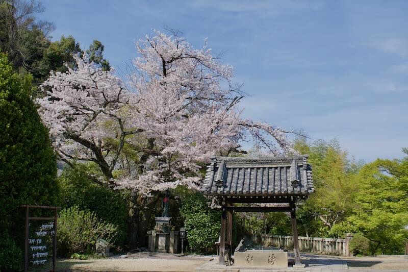 2024年4月観音寺の桜その2