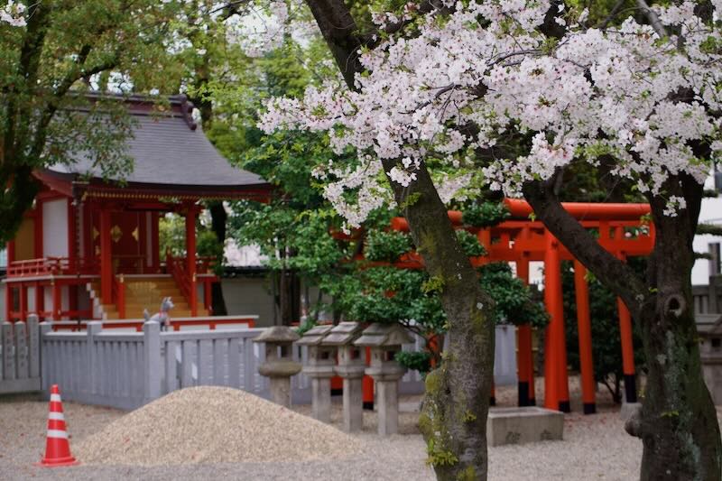 大阪弁天町、三社神社の桜。2024年4月