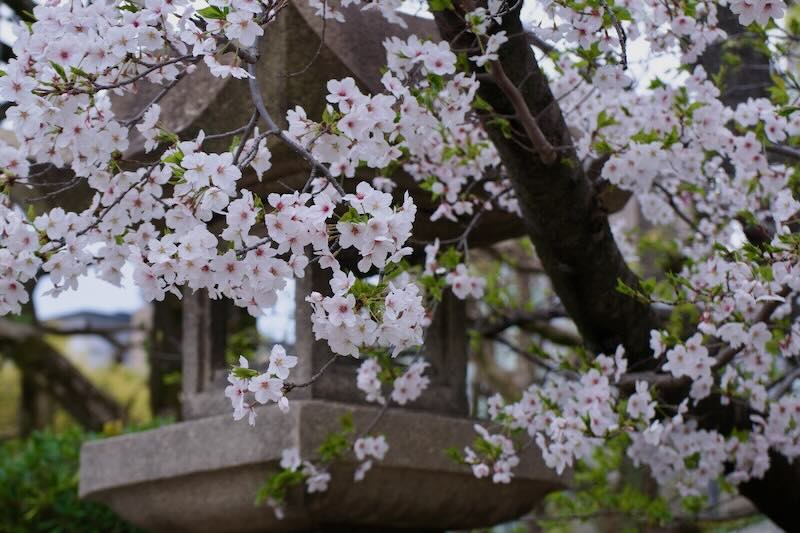 大阪弁天町、三社神社の桜。2024年4月