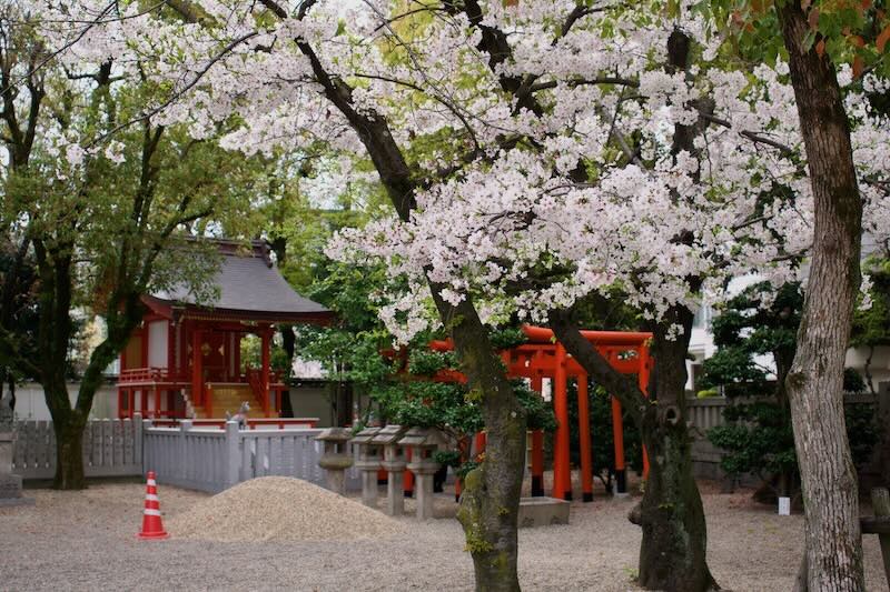 大阪弁天町、三社神社の桜。2024年4月