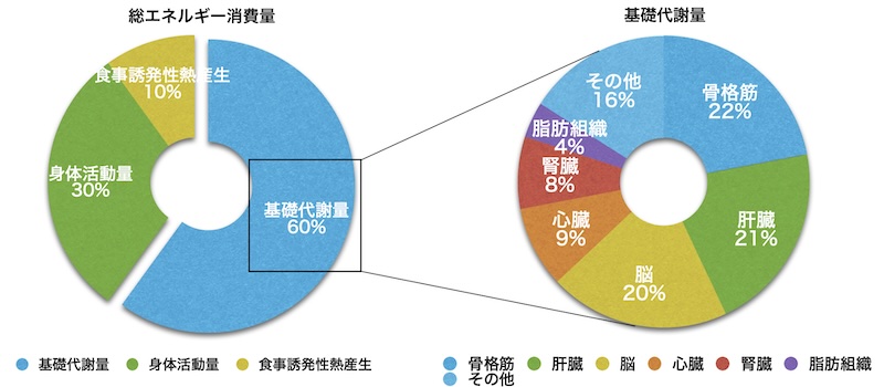 人が24時間で消費する総エネルギーの内訳と基礎代謝量の臓器別消費エネルギー割合