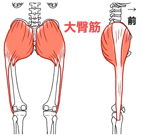 お尻の筋トレで鍛える大臀筋