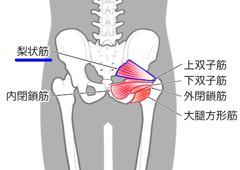 梨状筋の位置