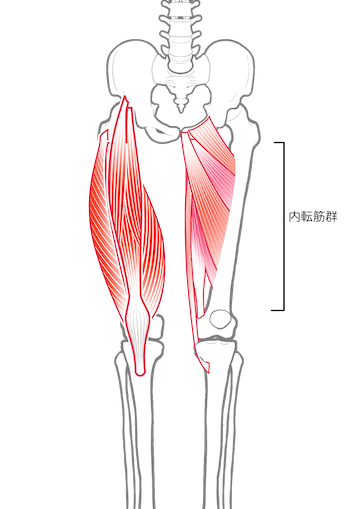 太ももの筋トレで鍛える内転筋群