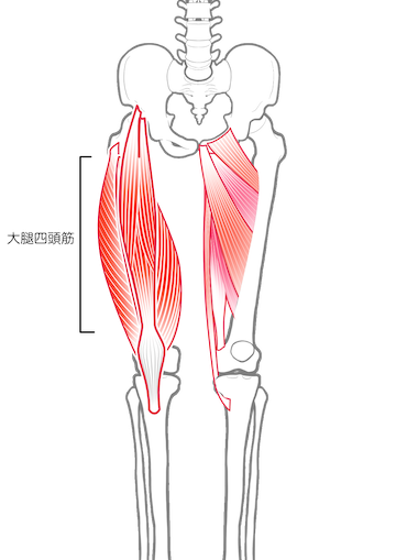 太ももの筋トレで鍛える大腿四頭筋