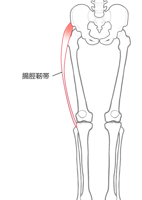 ランナー膝を起こす原因の腸脛靭帯