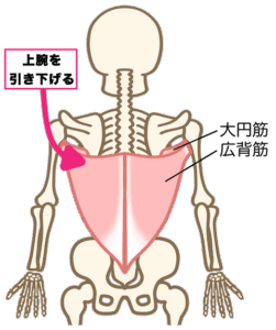 広背筋の位置と働き