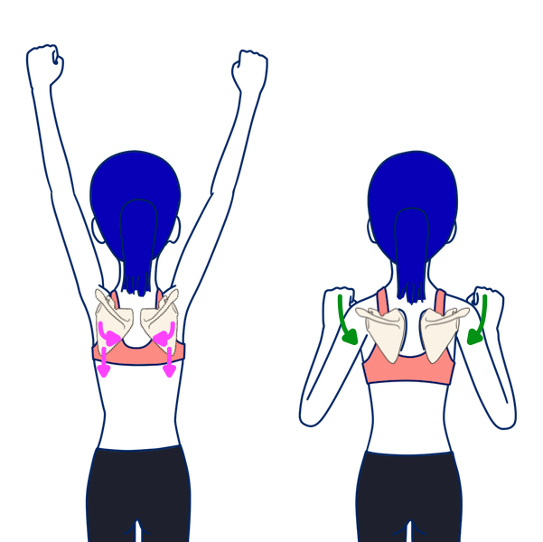 懸垂運動の時の肩甲骨の動き