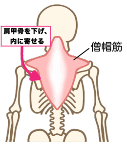 僧帽筋の位置と働き